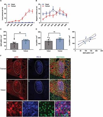 The role of the bed nucleus of the stria terminalis in the motivational control of instrumental action